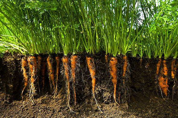 Carrots in soil (Credit: Getty Images)