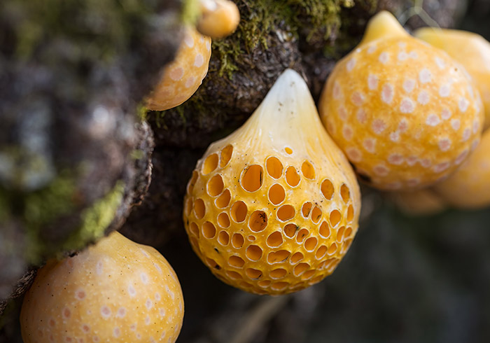 Close-up of a Cyttaria hariotii, also known as llao llao mushroom