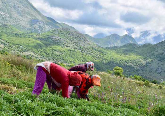 Albanian wild-gathered herbs are sought-after internationally
