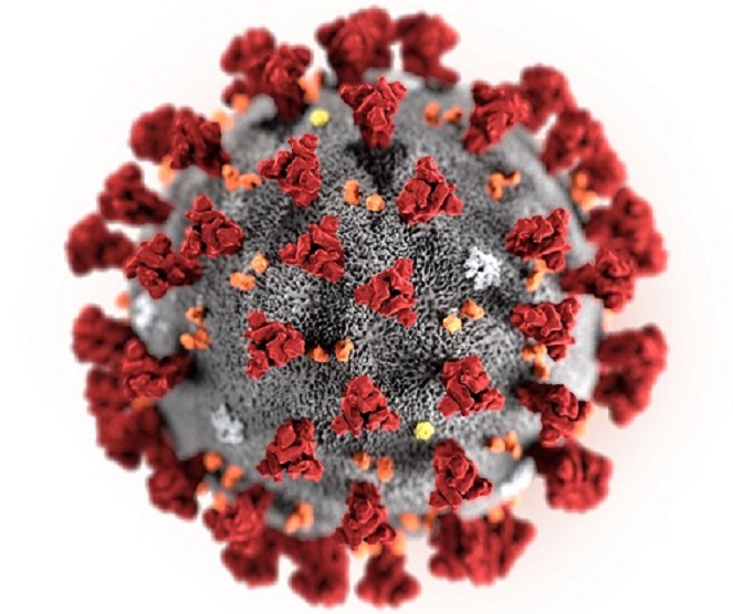 SARS-CoV-2 and currently available Coronavirus strains and reagents