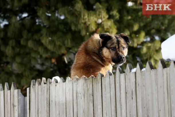 В Усинске возбудили уголовное дело из-за гибели собак