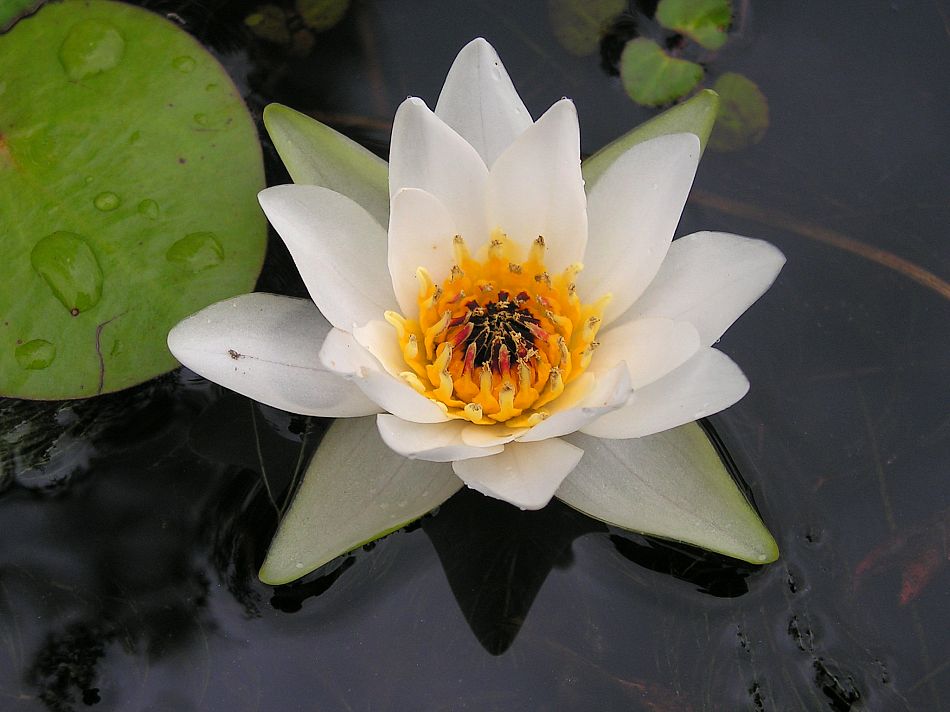 «Заповедная Коми»: четырехгранный цветок, который запрещено срывать