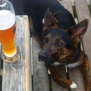 There are a number of pubs which accommodate dogs in High Wycombe