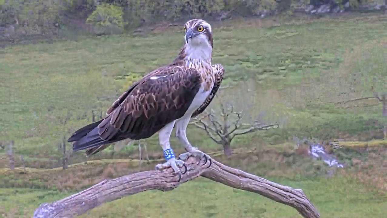 Glaslyn osprey born in 2022 returns to nest, but how long for?