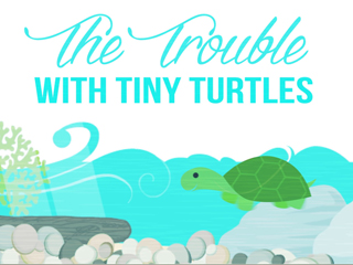 Trouble with tiny turtles