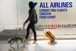 photo of a woman walking through airport with a dog