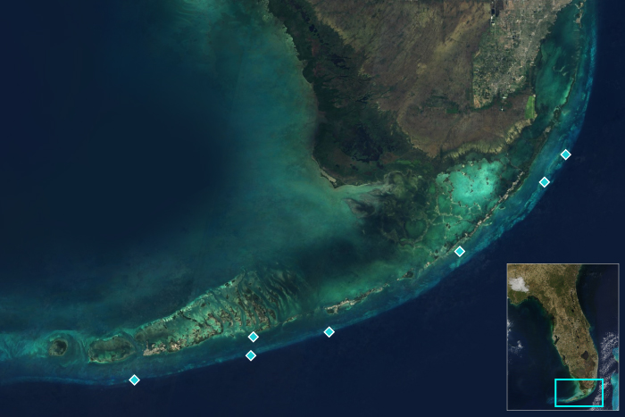 With 'Mission: Iconic Reefs', NOAA aims to restore Florida Keys with climate-resilient corals