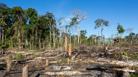 The role of prosecutors in the protection of the environment