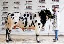 Dean Saunders with his 4,400gns top price bull at CCM’s Blue Wednesday highlight