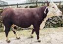 The Boothmans’ 1,550gns top price Halton 1 Isabel at CCM Skipton’s Craven Native Day sale.