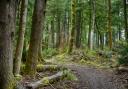 Taynish National Nature Reserve in Argyll and Bute and  Ariundle Oakwood in the Scottish Highlands were among the most 'lush' forests in the UK.