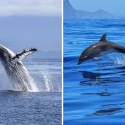 Here are the best places and experiences for catching a glimpse of dolphins, whales and porpoises