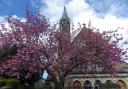 Another lovely show of blossom, this time in the grounds of St Joseph and St Francis Xavier Church on Newbiggin in Richmond, pictured by Marcia Howard