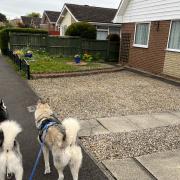 While looking after my niece’s huskies, I noticed few houses had net curtains at the windows