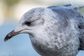 Gull help at hand