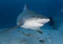 Seven beaches in Tobago were closed as a result of the shark attack.