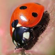 Birmingham and Black Country Wildlife Trust are calling on residents to take part in the City Nature Challenge