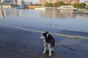 Skye, a Husky dog, sits near floodwater in Dubai (Jon Gambrell/AP)