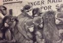 The day the Kursaal Zoo monkeys were released to run amok across Southend