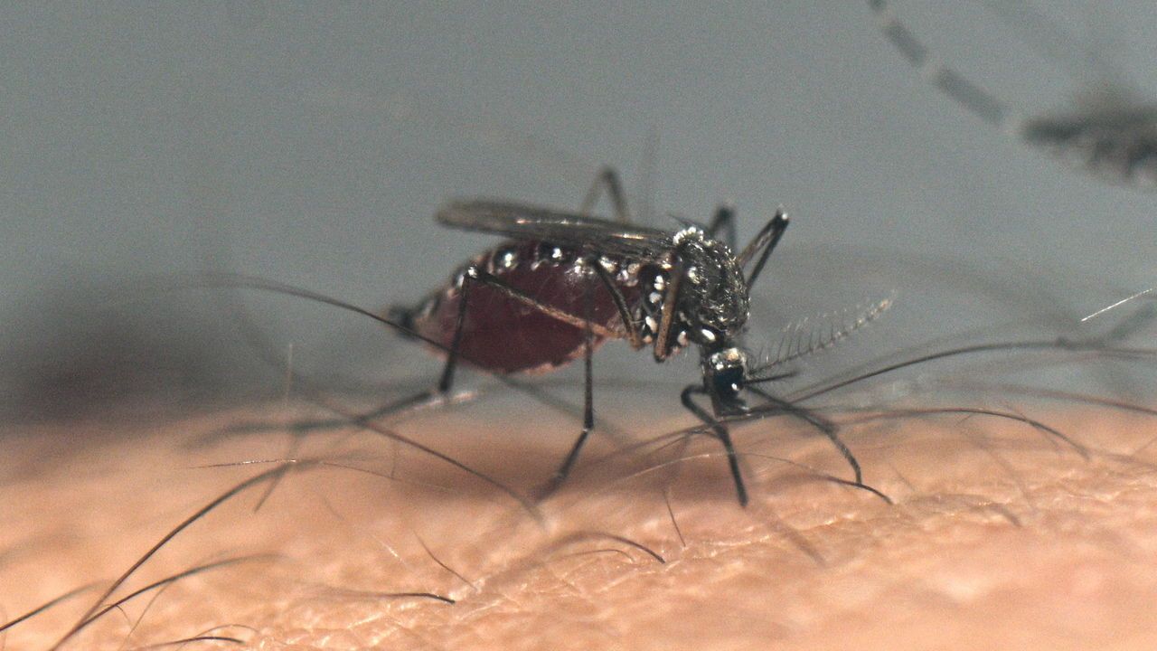 An Aedes aegypti mosquito sucks blood from a person at a laboratory of the Centre for Parasitological and Vector Studies in La Plata, Buenos Aires Province, Argentina