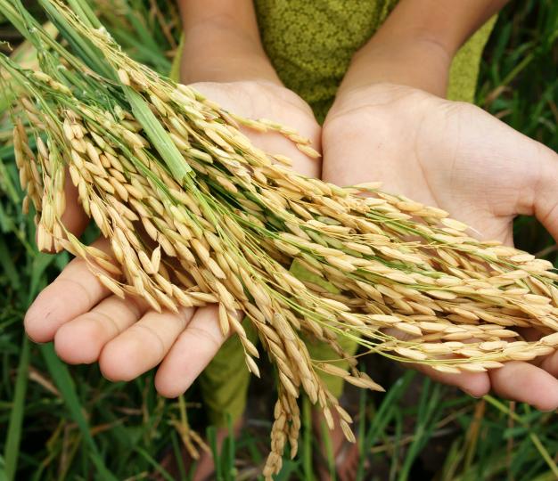 rice, food