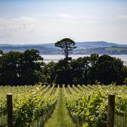 It was a logical decision to plant a vineyard at Lympstone, says Michael Caines