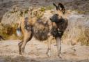 The African Painted Dogs arrived at Longleat Safari Park on Tuesday, March 26 and are its newest animal attraction.