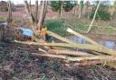 John Price felled trees that were around 50 years old