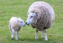 NFU recommend suspected Schmallenberg cases are notified to APHA or your vet