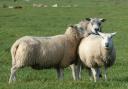 Emergency services rush to rescue dog, sheep and deer in Herefordshire mishaps