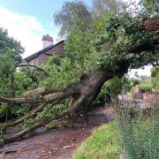 The tree has lost a bough in recent weeks.