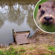 Damage to the bank of the Wye around an angling platform and inset, an otter