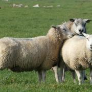 Emergency services rush to rescue dog, sheep and deer in Herefordshire mishaps