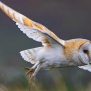 A barn owl