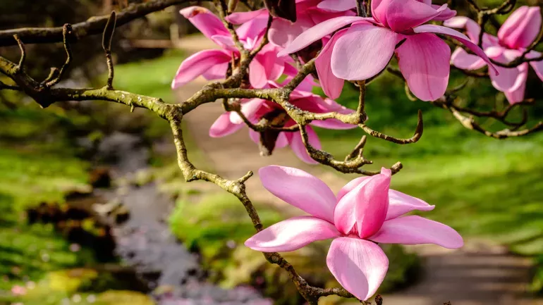 Magnolia, Water Garden, Wakehurst