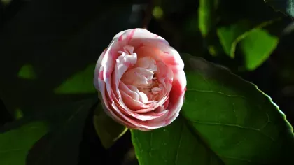 Camellia at Kew