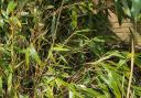 Experts have warned residents about invasive bamboo species