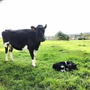 The newborn calf is doing well