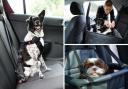 Crates, carriers and dog seat belts are just some of the ways a dog can safely travel in a car