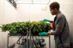 Radiation Tomatoes NASA ID: KSC-20200110-PH-CSH01_0024 Lashelle Spencer, plant scientist with the Laboratory Support Services and Operations (LASSO) contract at NASA’s Kennedy Space Center in Florida, takes measurements on ‘Red Robin’ dwarf tomato plants, Jan. 10, 2020, inside a laboratory in the spaceport’s Space Station Processing Facility. The tomatoes are growing from seeds that have been exposed to simulated solar particle radiation. The plants’ edible mass and nutrients will be measured and compared to those of a control crop, grown from non-irradiated seeds. The project was designed to confirm that nutritious, high-quality produce can be reliably grown in deep space, or to provide a baseline to guide development of countermeasures to protect future crop foods from radiation during missions beyond low-Earth orbit. The investigation on space radiation impact on seeds and crop production also will be carried on the Materials ... more Date Created: 2020-01-10 Center: KSC Keywords: KSC, Kennedy Space Center, NASA, Ye Zhang, astrobiology, biology (plants), exploration, growing plants in space, humans in space, plants, radiation, radiation's effects on plants, science, space exploration, space research, technology Location: Space Station Processing Facility Photographer: NASA/Cory Huston Visit www.nasa.gov/centers/kennedy/home/index.html