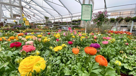 Im Teterower Gartenmarkt ist jeder Quadratmeter gefüllt mit blühender Pracht. © NDR/Till Lehmann 