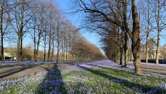 Scillablüten blühen im Georgengarten in Hannover. © NDR Foto: Julia Henke