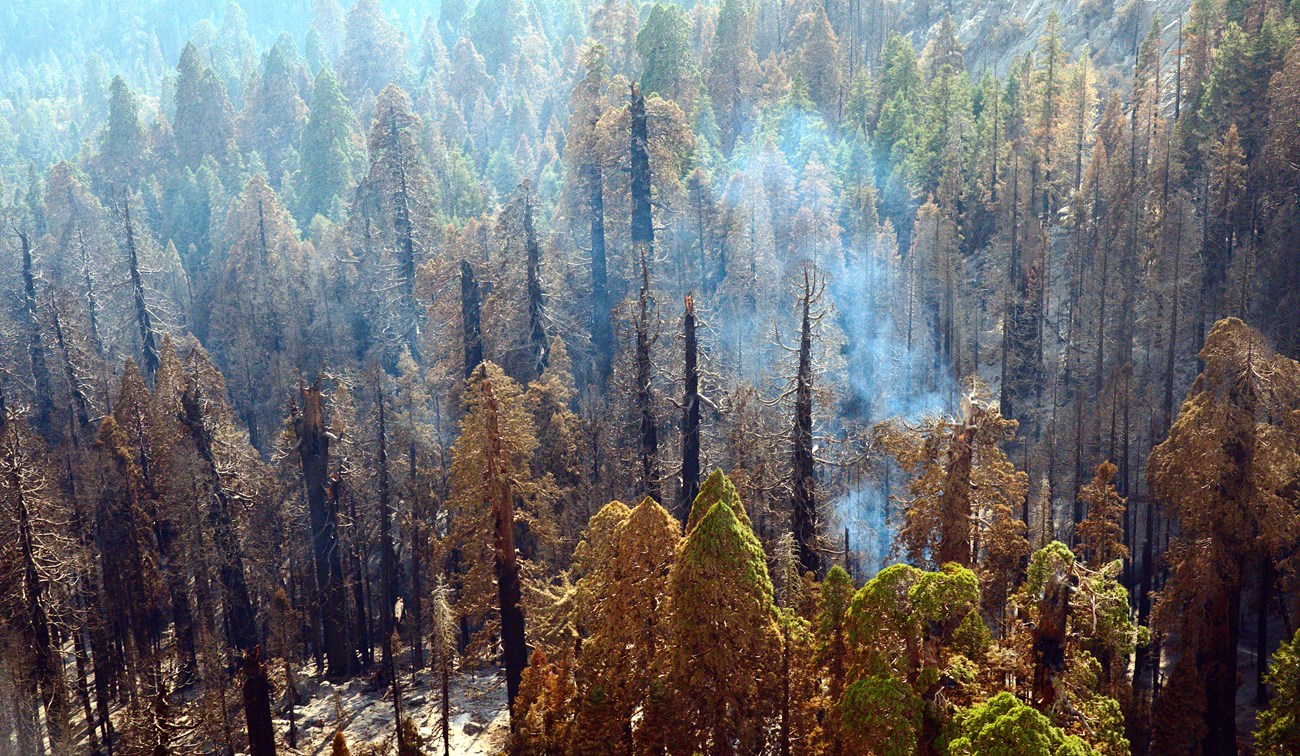 Aerial view of large giant sequoias scorched up through their crowns and green trees in background amidst smoke from Castle Fire.
