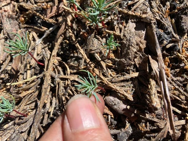 Person's finger points at a very small giant sequoia seedling, about the size of a finger nail.