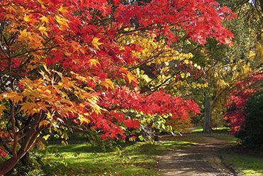 Autumnal acers, Harcourt Arboretum