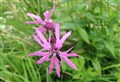 Give that dandelion a break this May, says Highland ranger