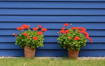 Geraniums have long been a stalwart of the British garden