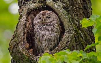 'Owls hear noise glistening from every angle, glittering in every nook'