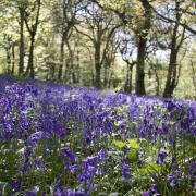 Kinclaven Bluebell Wood was named one of the 'most beautiful' places in Europe to see spring flowers bloom