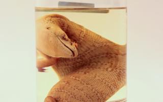 A wet specimen of the Jamaican Giant Galliwasp which is to be returned to its Jamaican homeland